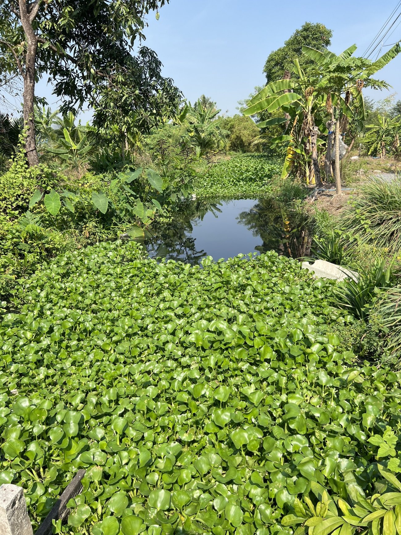 ลงพื้นที่ลอกคลองและตัดหญ้าเพื่อปรับภูมิทัศน์บริเวณคลองสาธารณะ ข้างหมู่บ้านสวนประดู่ หมู่ 8